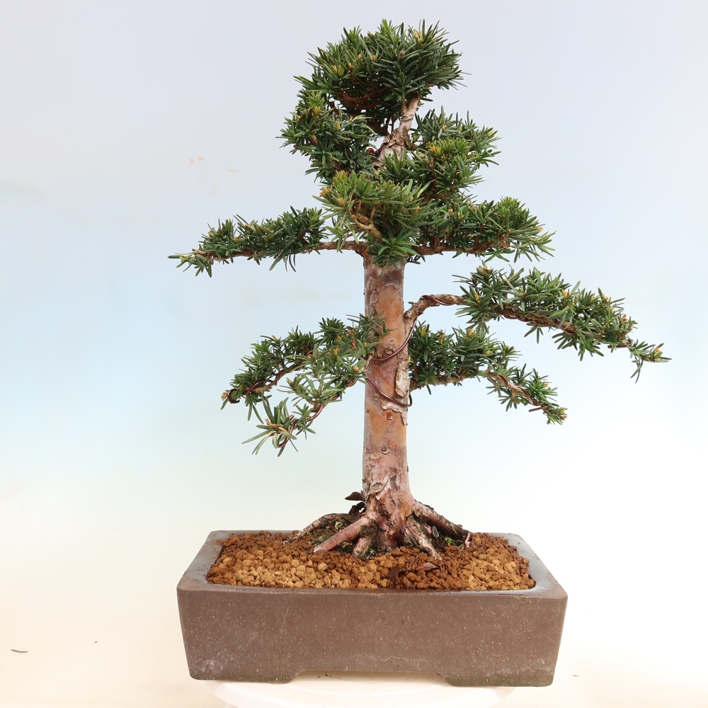 Kültéri bonsai - Taxus cuspidata - japán tiszafa