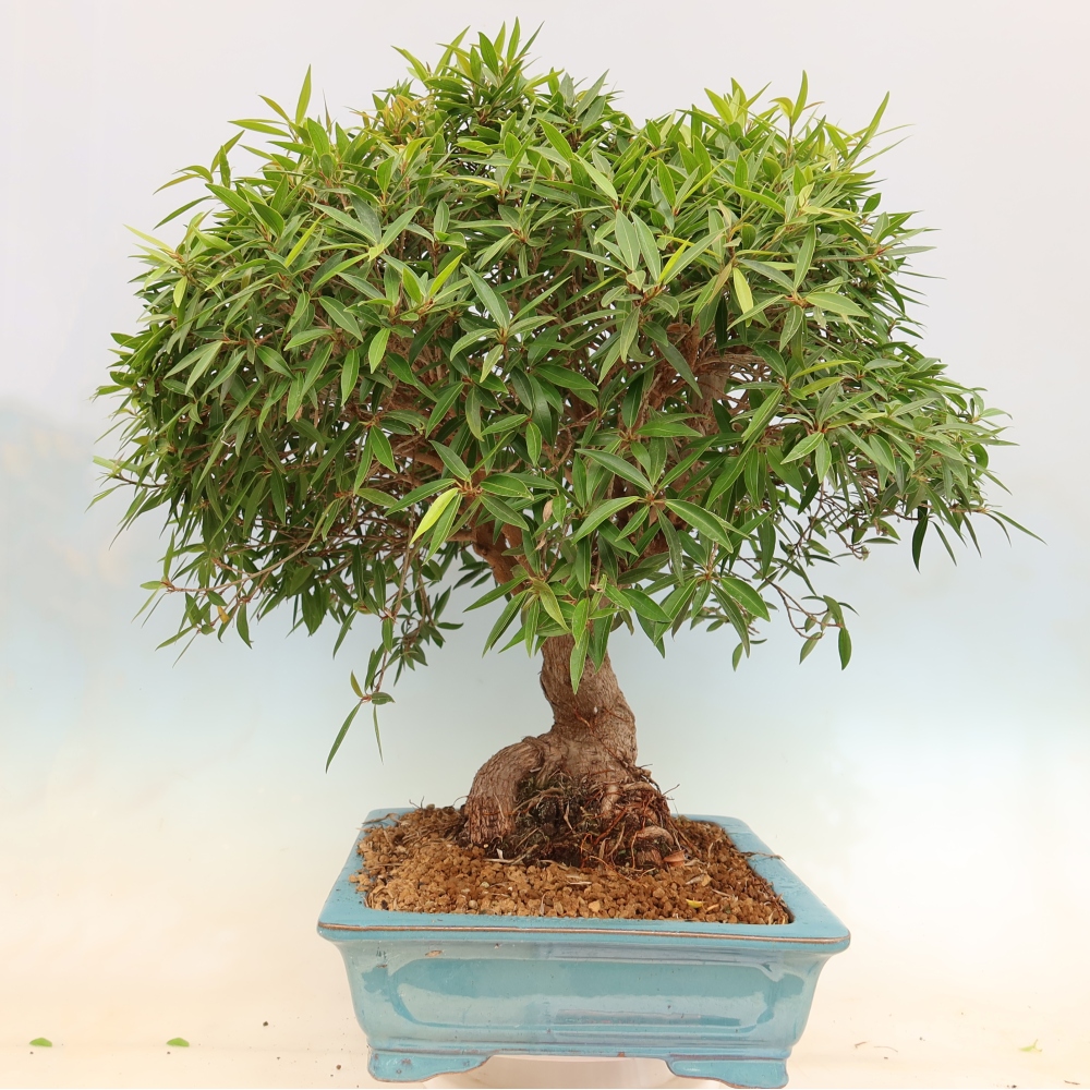 Szobai bonsai - Ficus nerifolia - kislevelű fikusz