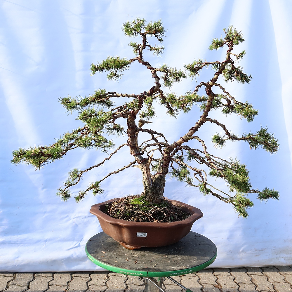 Pinus sylvestris Spanyolország – erdei fenyő