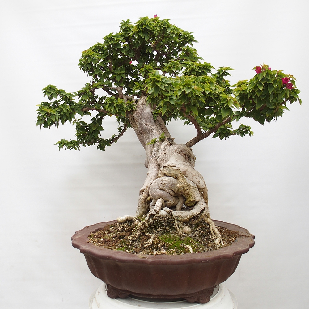 Szoba bonsai - Bouganwilea