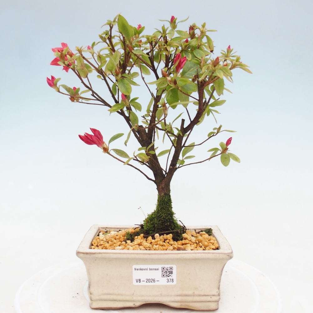 Kültéri bonsai - japán azálea - Azalea sp.