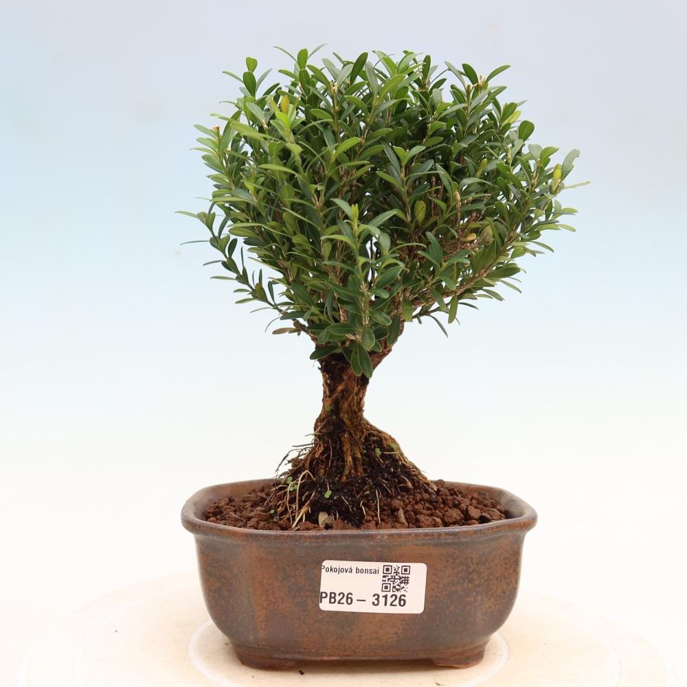 Szobai bonsai - Buxus harlandii - parafa buxus