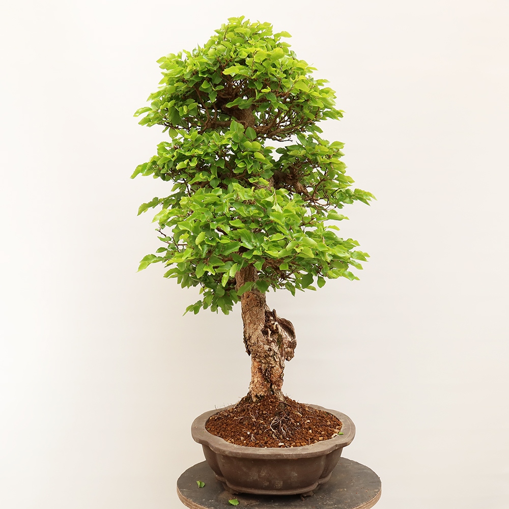 Kültéri bonsai -Carpinus Coreana - Koreai gyertyánfa