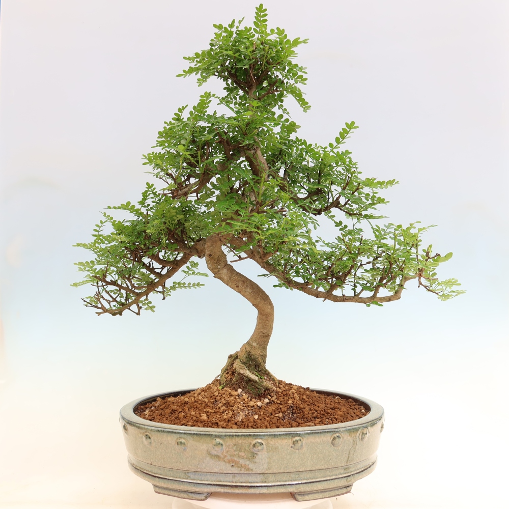 Szobai bonsai - Zantoxylum piperitum - borsfa