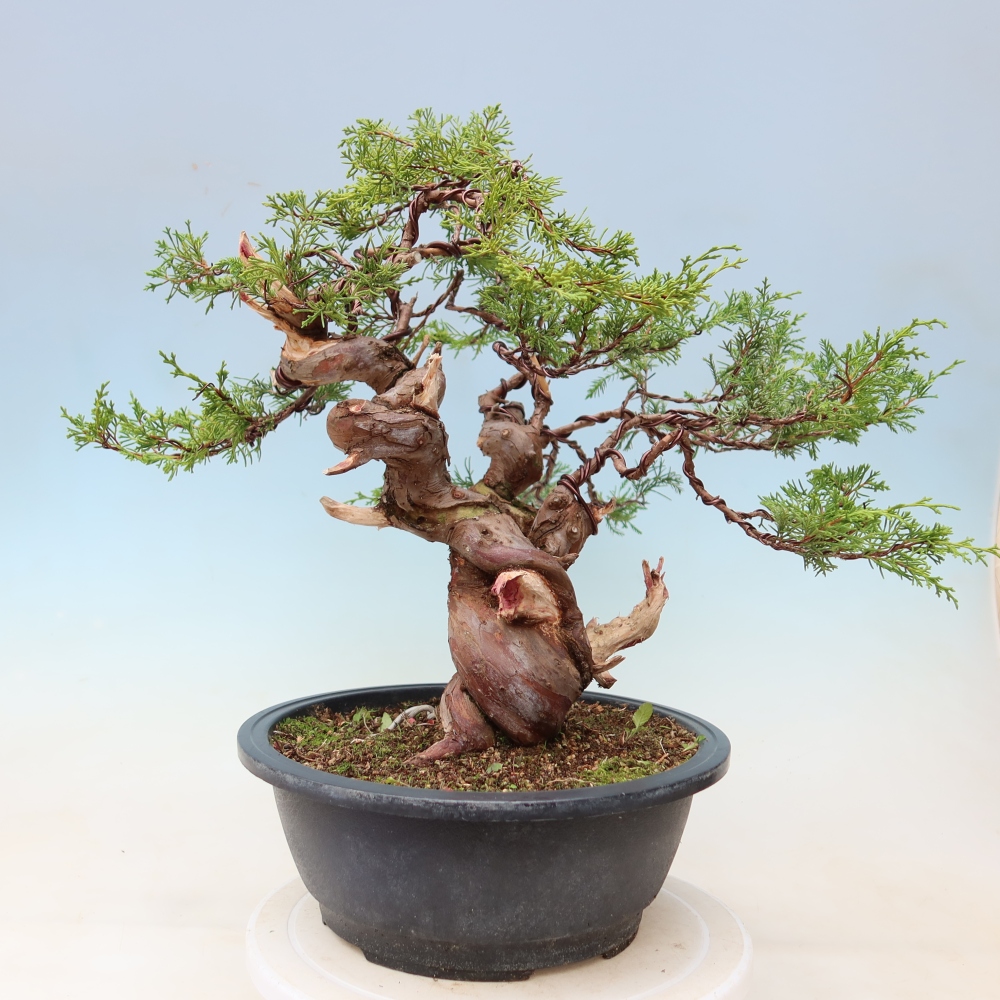 Kültéri bonsai - Juniperus chinensis Itoigawa-Juniperus chinensis