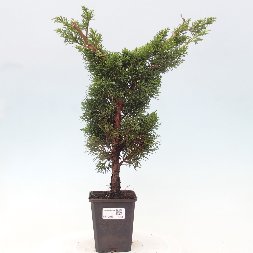 Kültéri bonsai - Juniperus chinensis Kishu