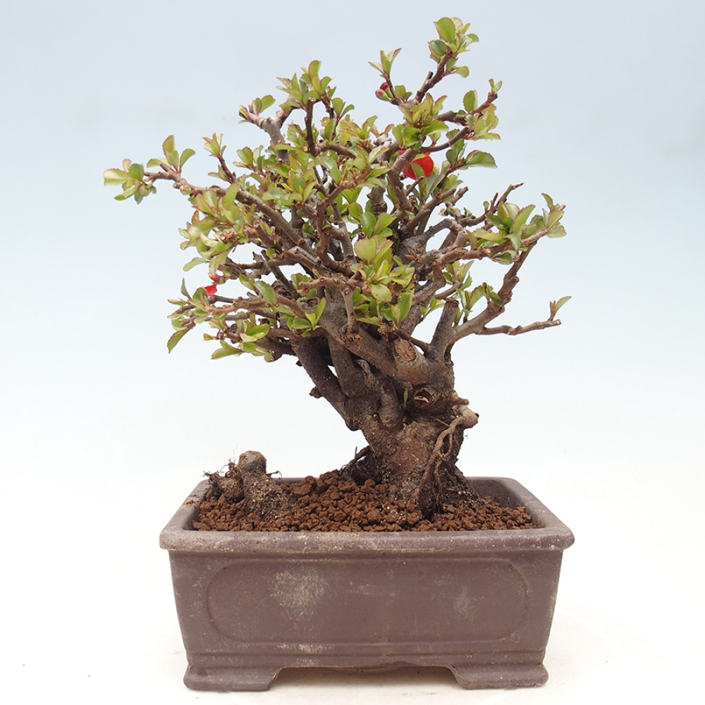 Kültéri bonsai - Chaneomeles speciosa - birs