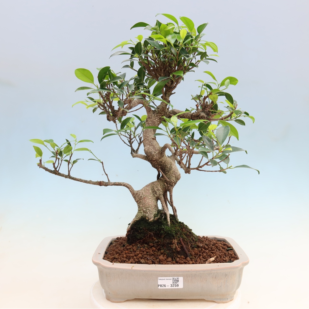 Szobai bonsai - Ficus kimmen - kislevelű fikusz