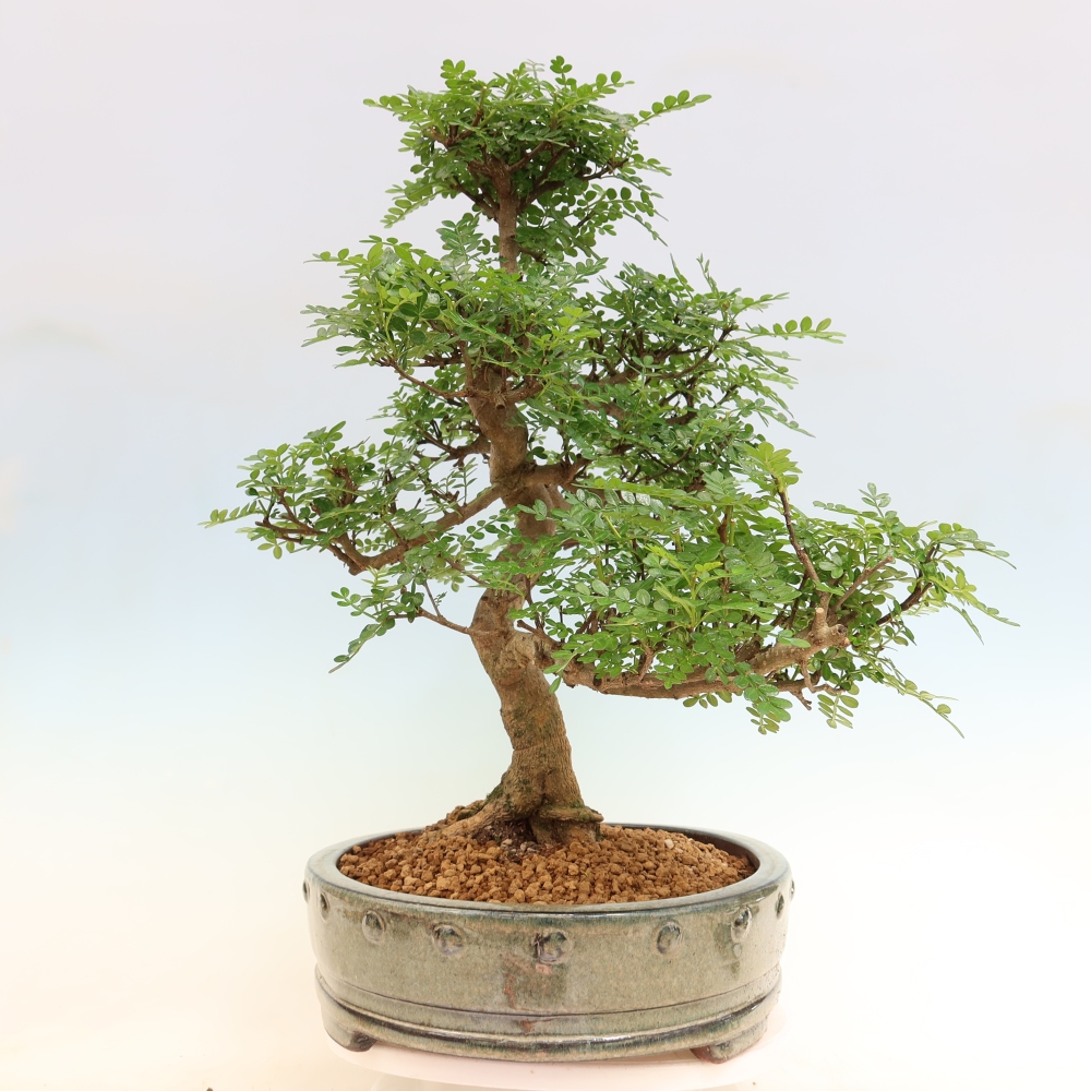 Szobai bonsai - Zantoxylum piperitum - borsfa