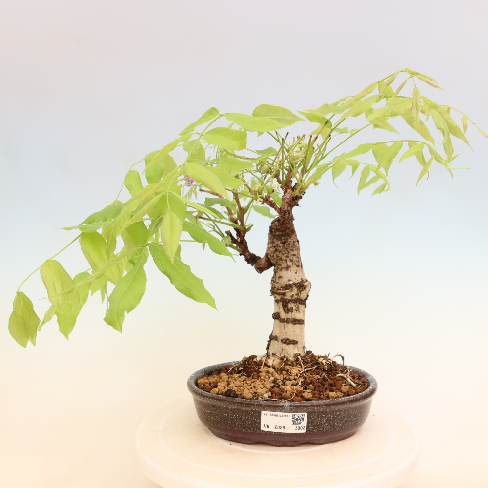 Kültéri bonsai - Wisteria floribunda