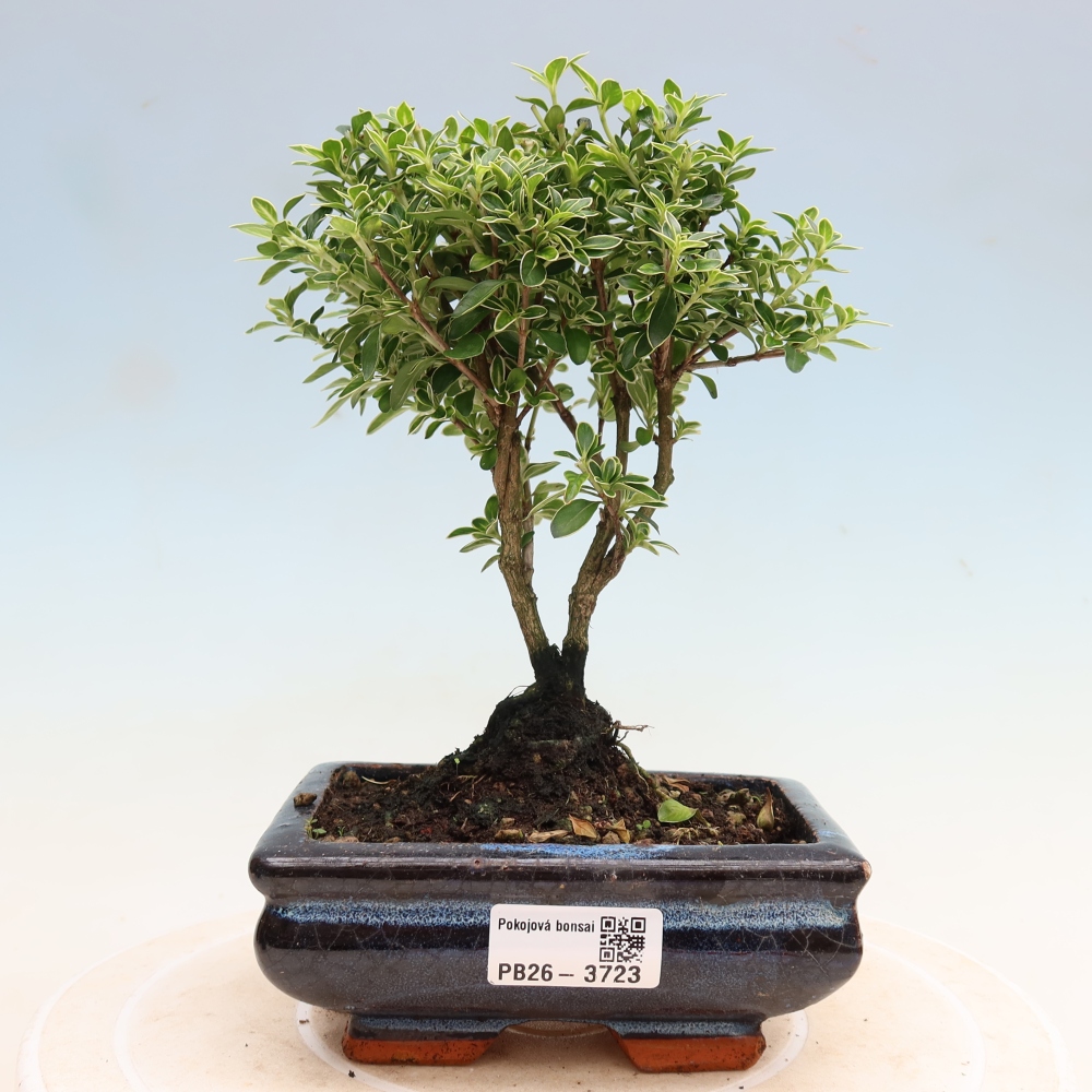 Szobai bonsai - Serissa foetida Variegata - Az ezer csillag fája