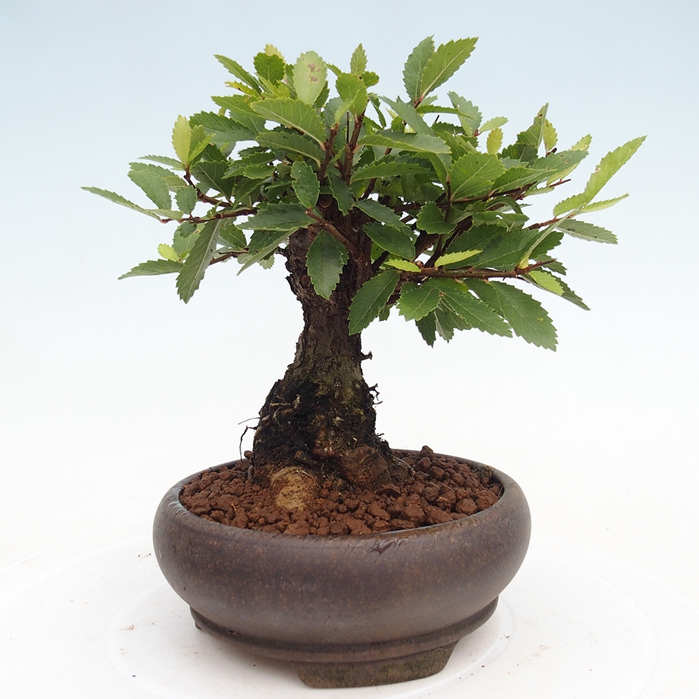Kültéri bonsai - Zelkova - Zelkova NIRE