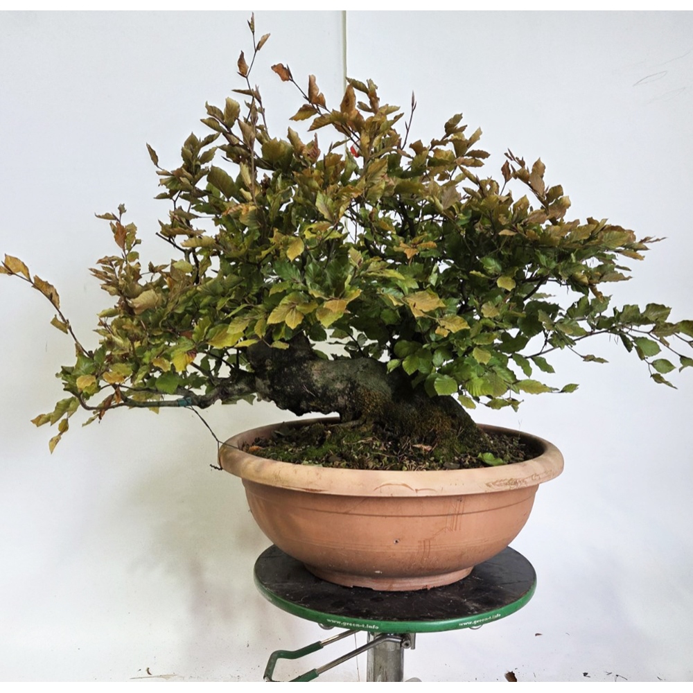 Kültéri bonsai-Fagus sylvatica