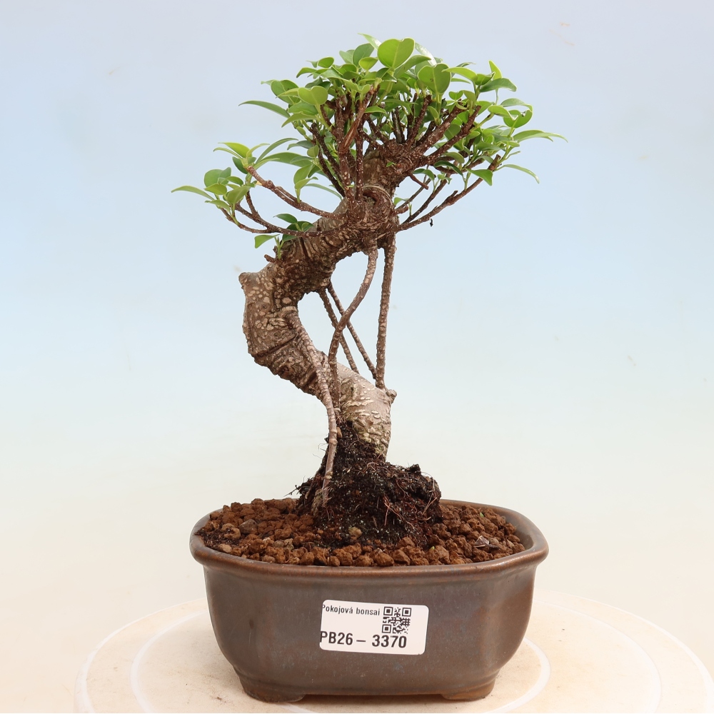 Szobai bonsai - Ficus kimmen - kislevelű fikusz