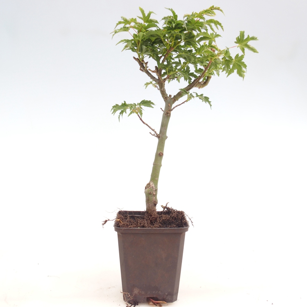Kültéri bonsai -Javor palmate - Acer palmatum Shishigashira konténerben