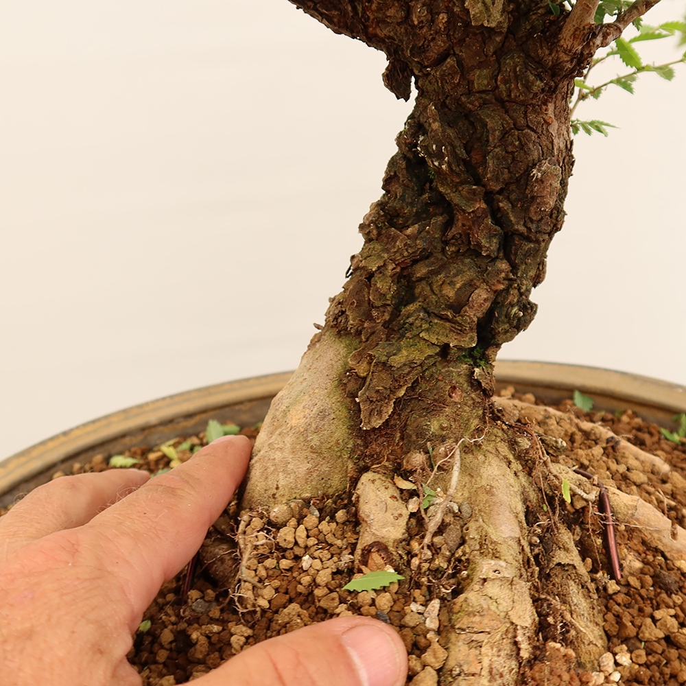 Kültéri bonsai - Zelkova - Zelkova NIRE