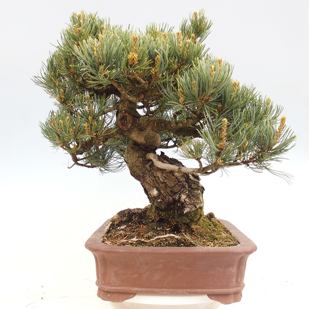 Kültéri bonsai - Pinus parviflora - Pinus parviflora