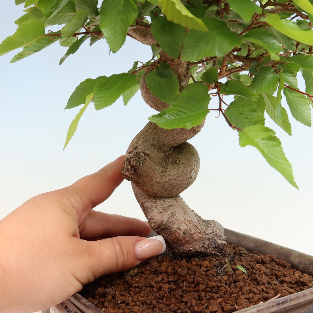 Kültéri bonsai -Carpinus Coreana - Koreai gyertyánfa