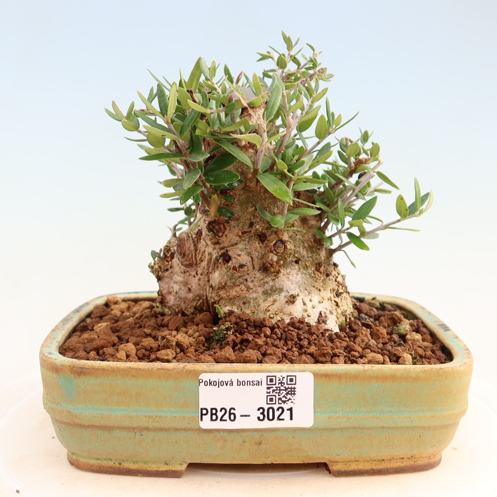 Beltéri bonsai - Olea europaea sylvestris