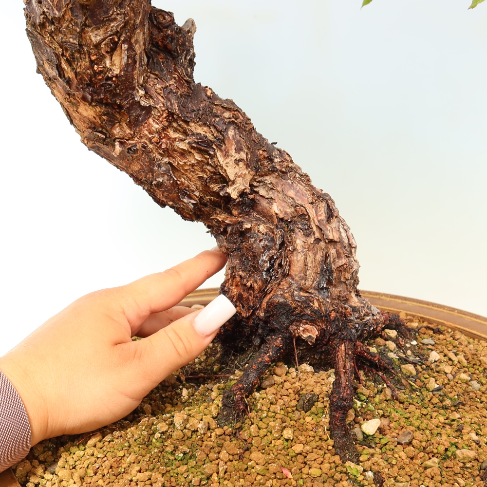 Kültéri bonsai – Japán barack – Prunus Mume