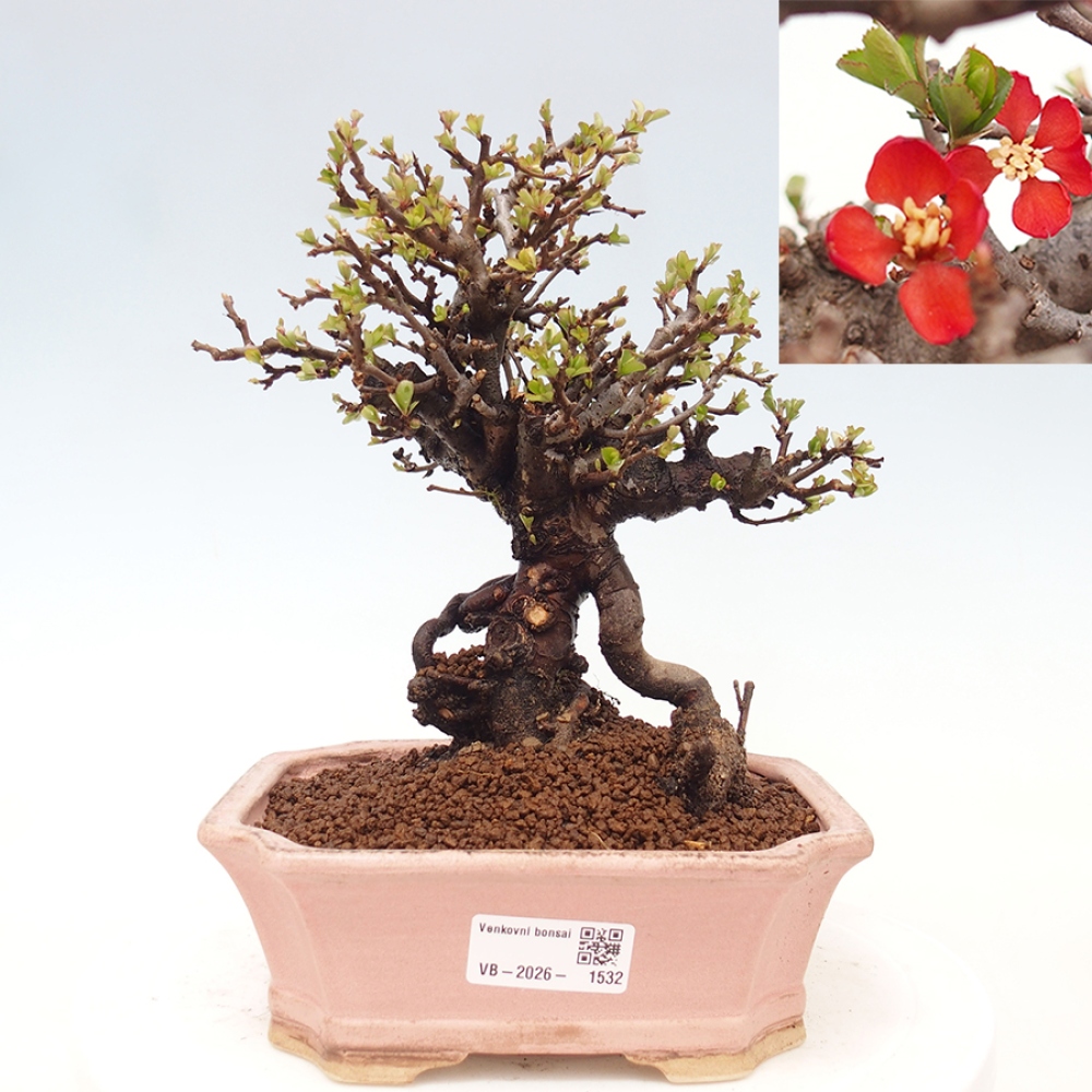 Kültéri bonsai - Chaneomeles speciosa - birs