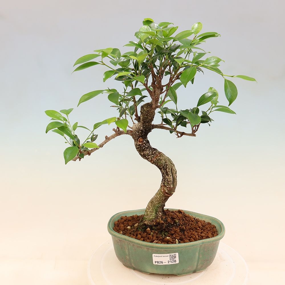 Szobai bonsai - Ficus retusa - kislevelű fikusz