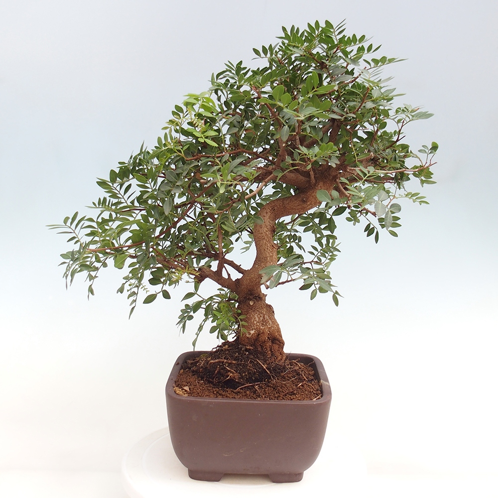 Szoba bonsai - Pisztácia