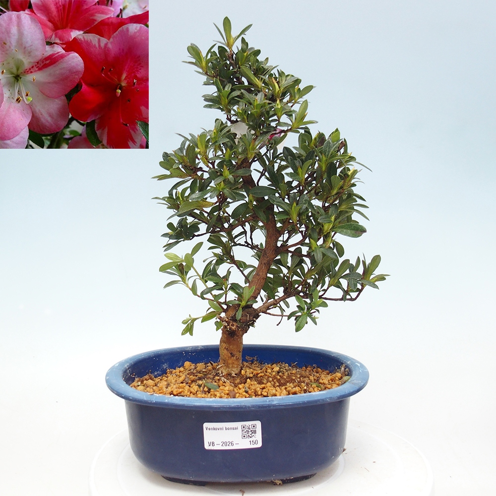 Kültéri bonsai - Japán azálea - Azalea Santoka