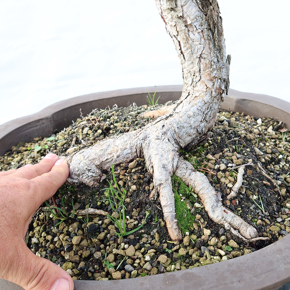 Pinus sylvestris Spanyolország – erdei fenyő