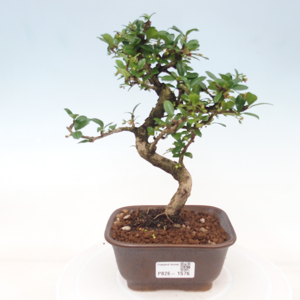 Szobai bonsai - Carmona macrophylla - Tea fuki