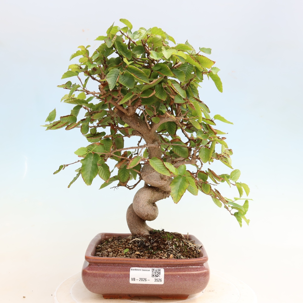 Kültéri bonsai -Carpinus CARPINOIDES - Koreai gyertyánfa