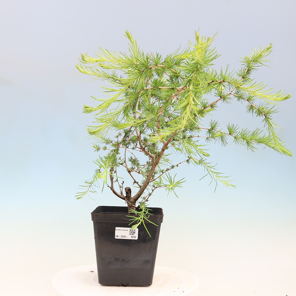 Kültéri bonsai - Larix decidua - vörösfenyő