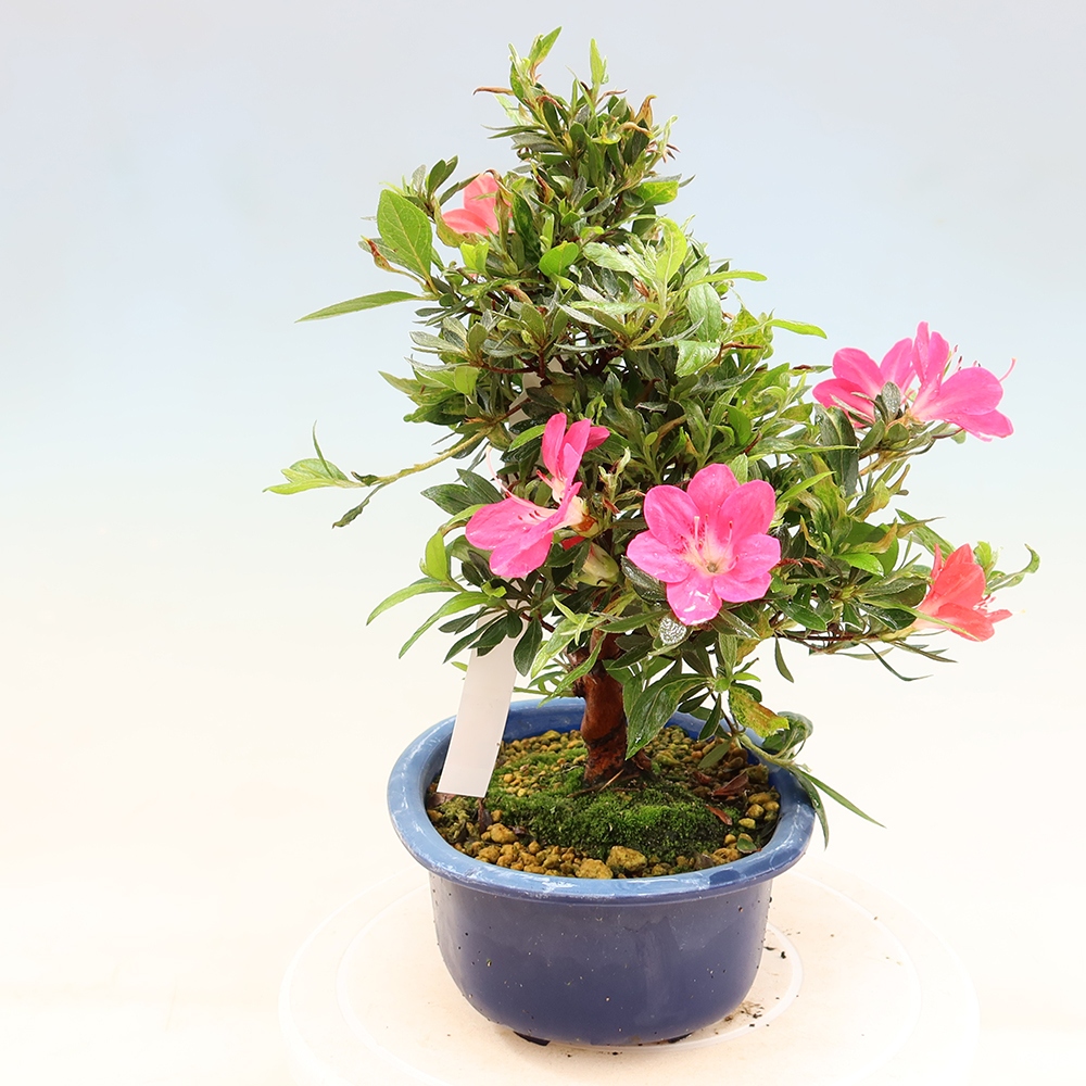 Kültéri bonsai - Japán azálea - Azalea Beniko