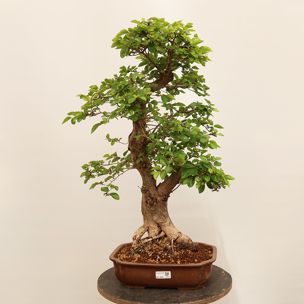 Kültéri bonsai -Carpinus Coreana - Koreai gyertyánfa