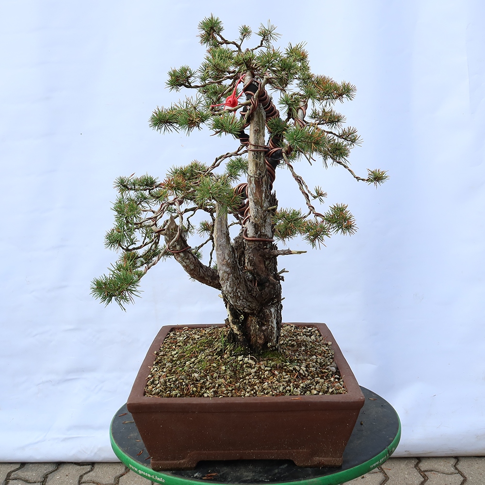 Pinus sylvestris Spanyolország – erdei fenyő
