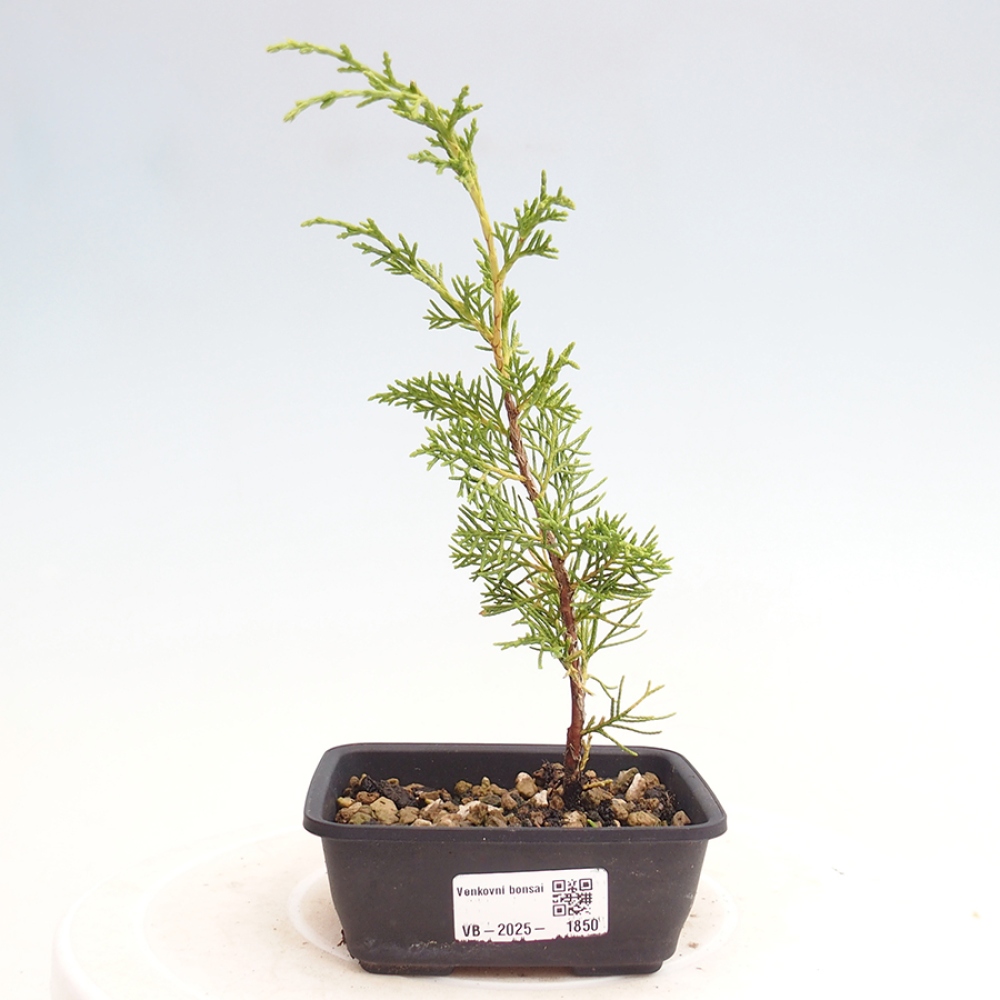 Kültéri bonsai - Juniperus chinensis Itoigawa