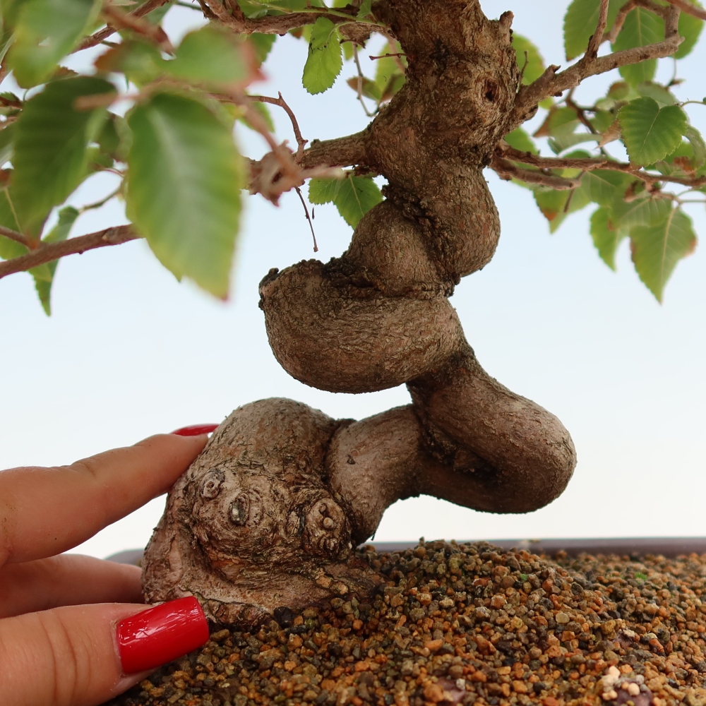 Kültéri bonsai -Carpinus Coreana - Koreai gyertyánfa