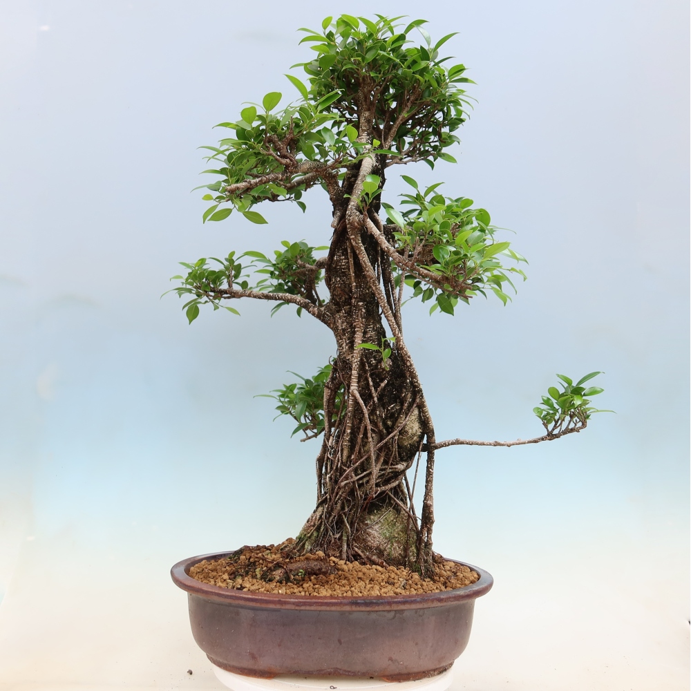 Szobai bonsai - Ficus kimmen - kislevelű fikusz