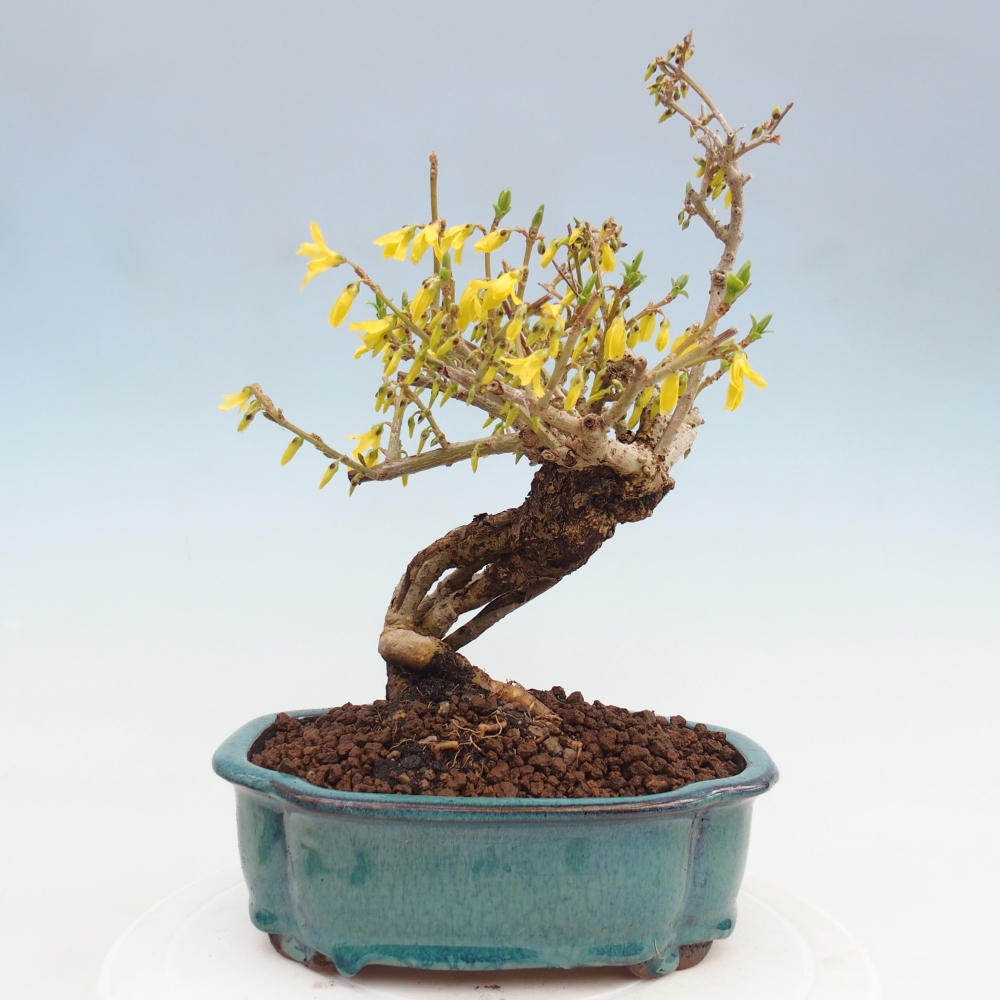 Kültéri bonsai - Zlatice - Forsythia koreana