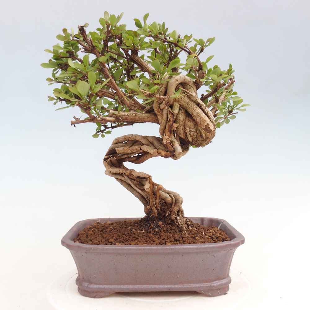 Kültéri bonsai - Berberis coreana