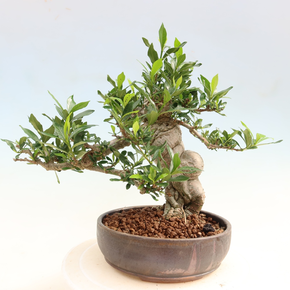 Szobai bonsai - Gardenia jasminoides-Gardenia
