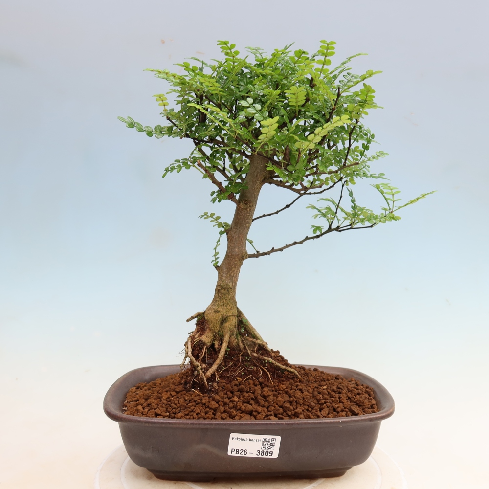 Szobai bonsai - Zantoxylum piperitum - borsfa