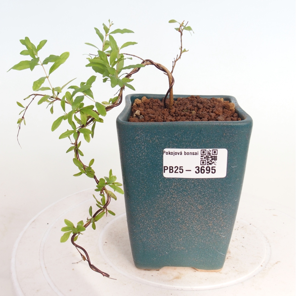Szobai bonsai-PUNICA granatum nana-gránátalma