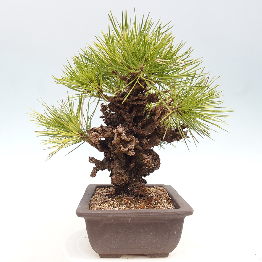 Kültéri bonsai - Pinus thunbergii - Thunberg fenyő