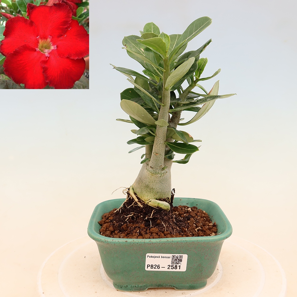 Szobabonsai – Adenium obesum Red Star – Sivatagi rózsa