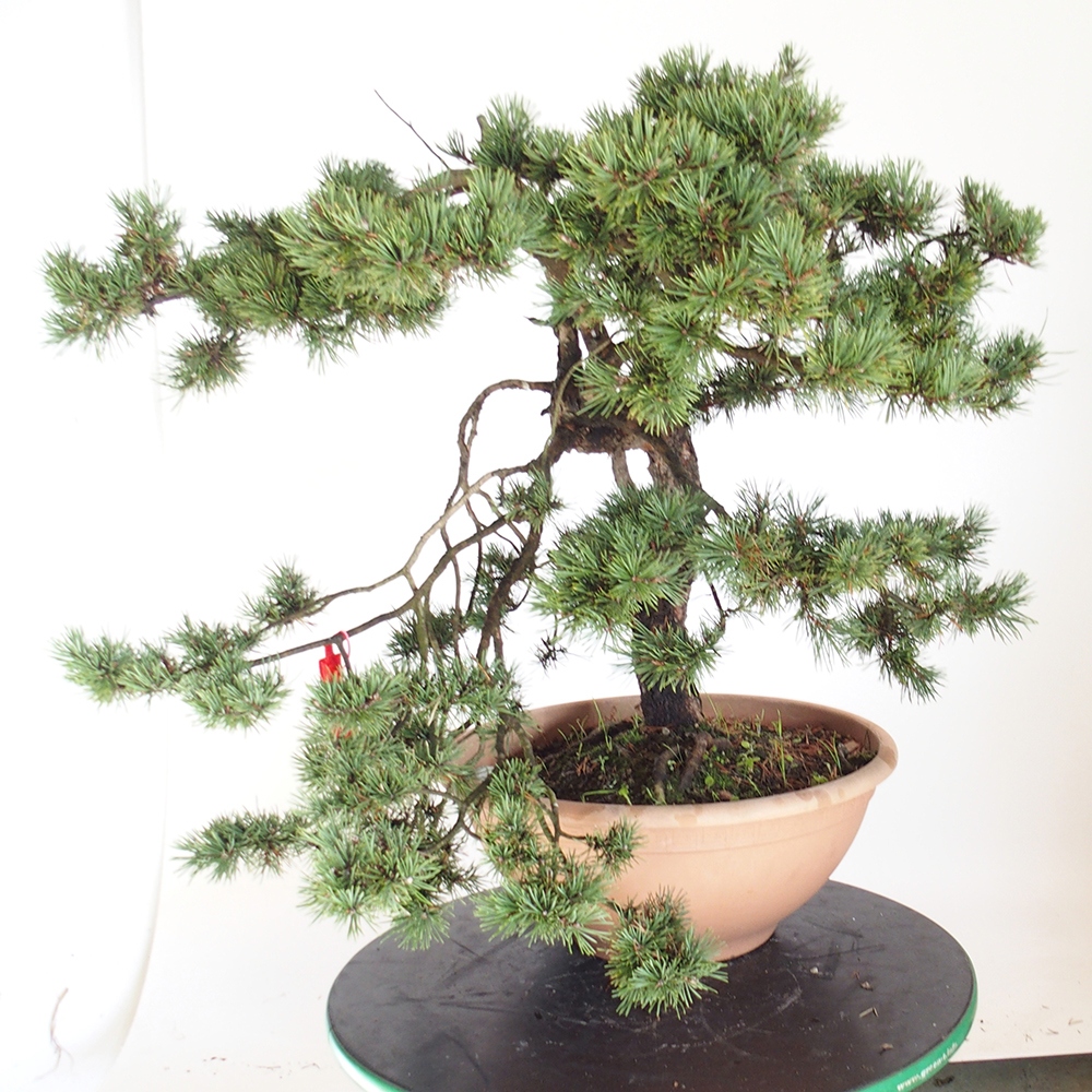 Yamadori - Pinus sylvestris Spanyolország