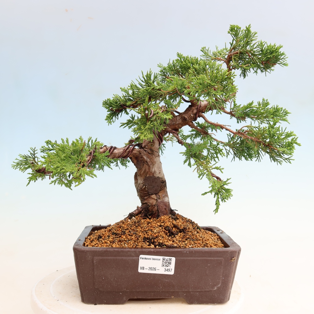 Kültéri bonsai - Juniperus chinensis Itoigawa-Juniperus chinensis