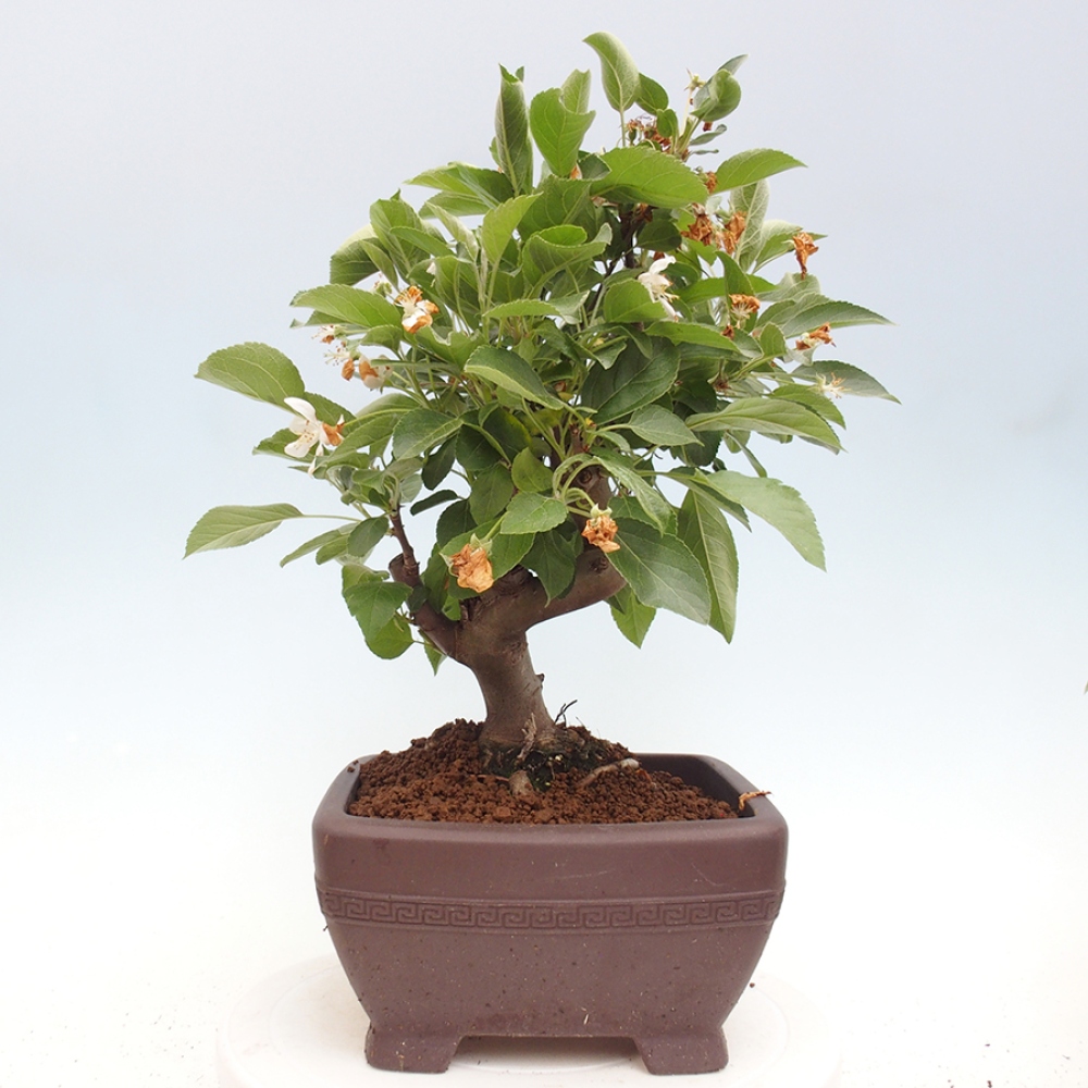 Kültéri bonsai -Malus halliana - Kis gyümölcsű almafa