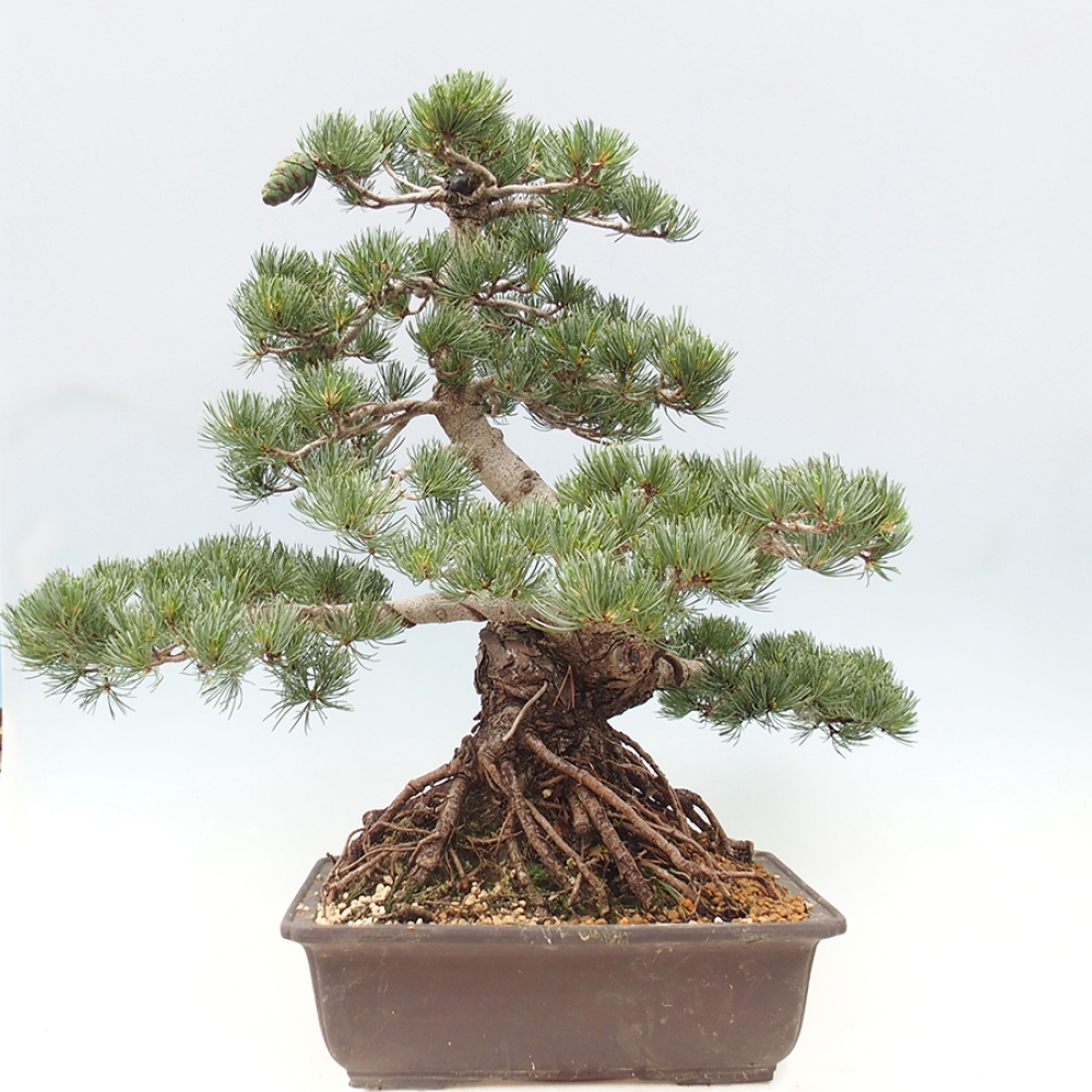 Kültéri bonsai - Pinus parviflora - Pinus parviflora
