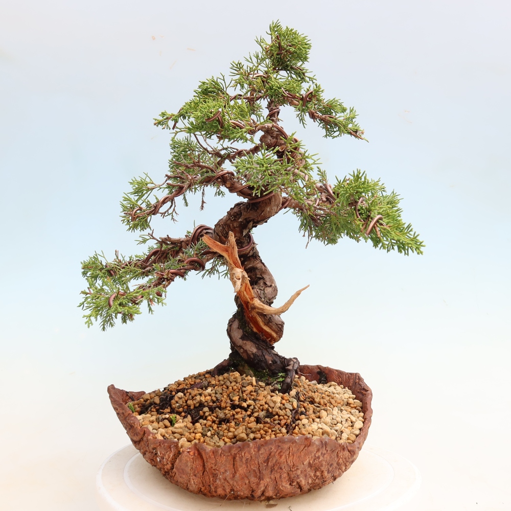 Kültéri bonsai - Juniperus chinensis Itoigawa-Juniperus chinensis